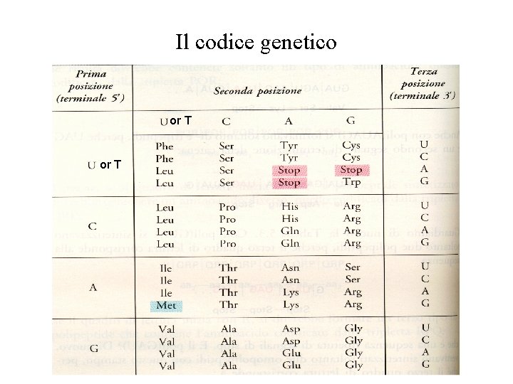 Il codice genetico or T 