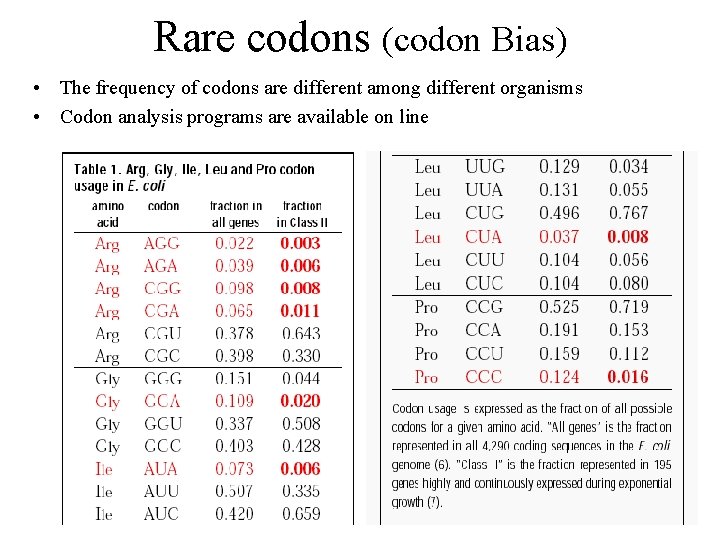 Rare codons (codon Bias) • The frequency of codons are different among different organisms