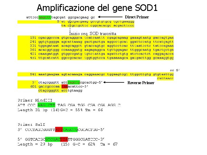 Amplificazione del gene SOD 1 Direct Primer Inizio seq. SOD trascritta Reverse Primer 