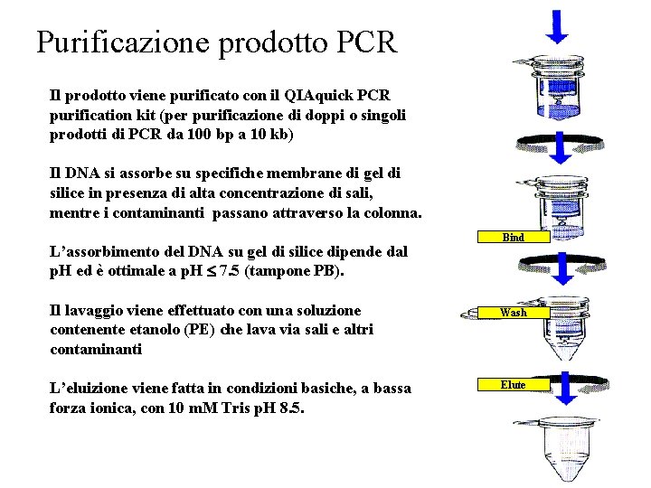 Purificazione prodotto PCR Il prodotto viene purificato con il QIAquick PCR purification kit (per