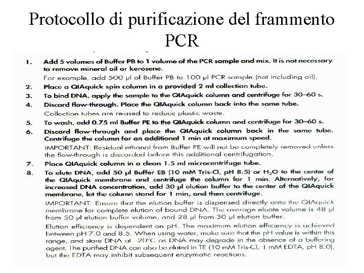 Protocollo di purificazione del frammento PCR 