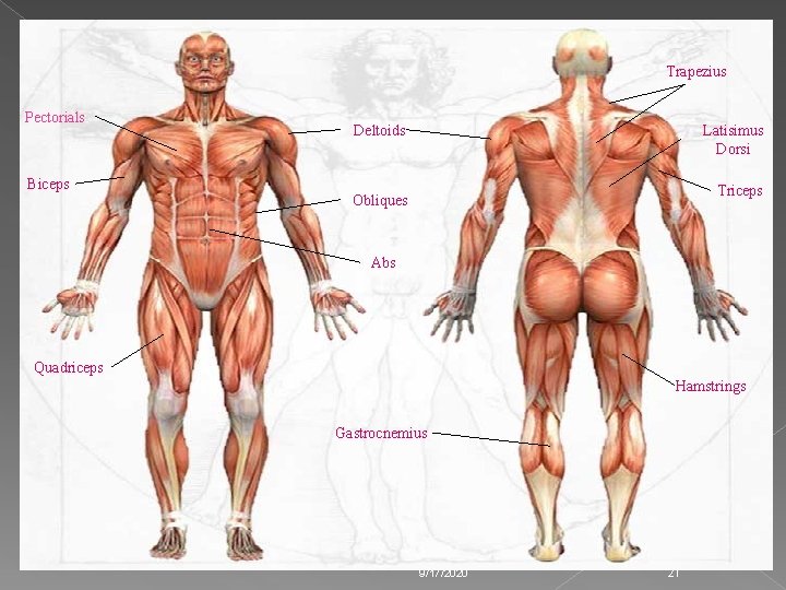 Trapezius Pectorials Biceps Deltoids Latisimus Dorsi Triceps Obliques Abs Quadriceps Hamstrings Gastrocnemius 9/17/2020 21 Trapezius Pectorials Biceps Deltoids Latisimus Dorsi Triceps Obliques Abs Quadriceps Hamstrings Gastrocnemius 9/17/2020 21