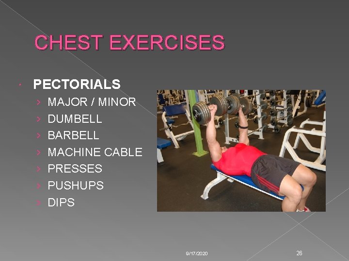 CHEST EXERCISES PECTORIALS › › › › MAJOR / MINOR DUMBELL BARBELL MACHINE CABLE CHEST EXERCISES PECTORIALS › › › › MAJOR / MINOR DUMBELL BARBELL MACHINE CABLE