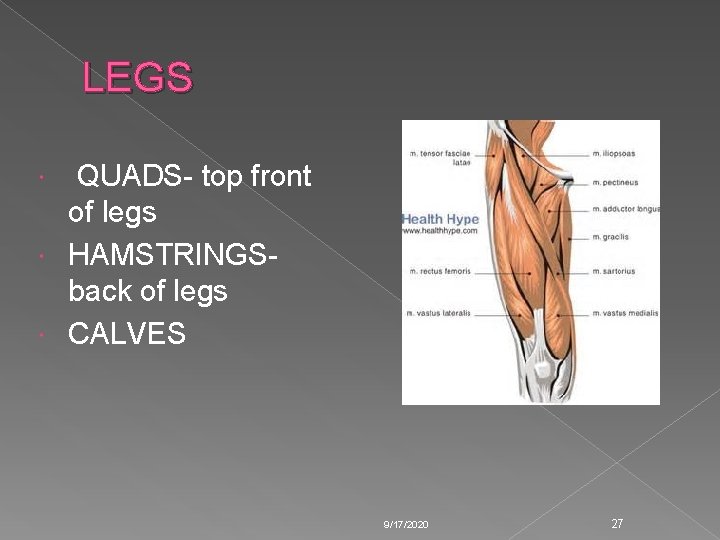 LEGS QUADS- top front of legs HAMSTRINGSback of legs CALVES 9/17/2020 27 LEGS QUADS- top front of legs HAMSTRINGSback of legs CALVES 9/17/2020 27