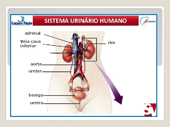 SISTEMA URINÁRIO HUMANO adrenal Veia cava inferior aorta ureter bexiga uretra rim 