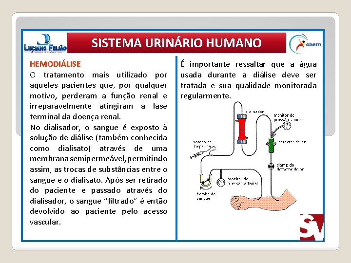 SISTEMA URINÁRIO HUMANO HEMODIÁLISE O tratamento mais utilizado por aqueles pacientes que, por qualquer