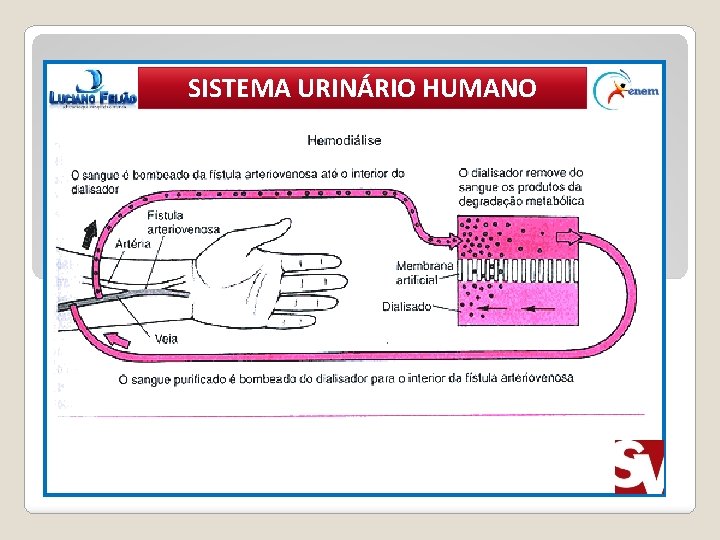 SISTEMA URINÁRIO HUMANO X’ 