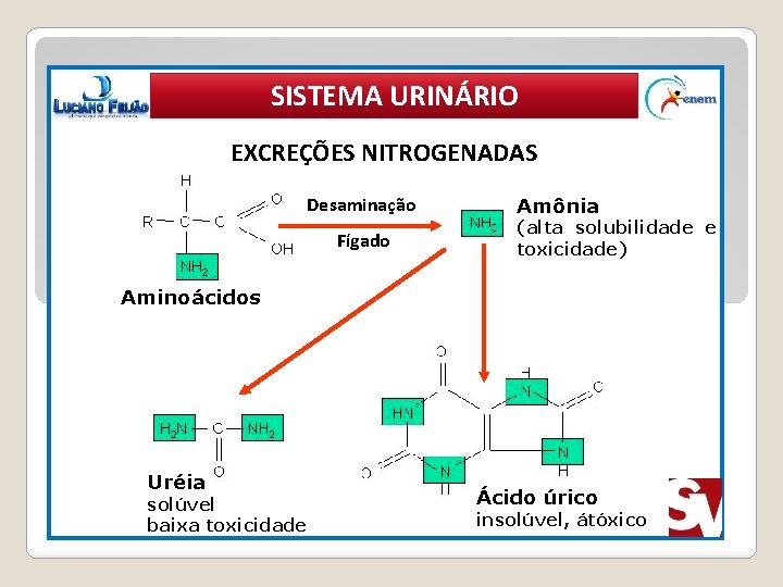 SISTEMA URINÁRIO EXCREÇÕES NITROGENADAS Desaminação Fígado Aminoácidos Uréia solúvel baixa toxicidade Amônia (alta solubilidade