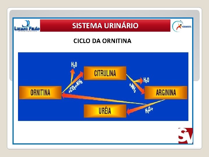 SISTEMA URINÁRIO CICLO DA ORNITINA X’ 