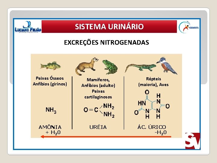 SISTEMA URINÁRIO EXCREÇÕES NITROGENADAS Peixes Ósseos Anfíbios (girinos) Mamíferos, X’ Anfíbios (adulto) Peixes cartilaginosos