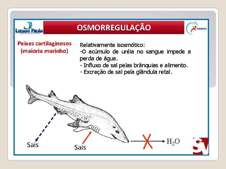 OSMORREGULAÇÃO Peixes cartilaginosos (maioria marinho) Relativamente isosmótico: -O acúmulo de uréia no sangue impede