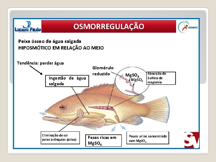 OSMORREGULAÇÃO Peixe ósseo de água salgada HIPOSMÓTICO EM RELAÇÃO AO MEIO Tendência: perder água