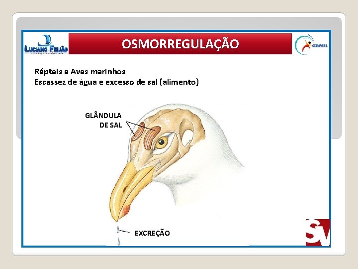 OSMORREGULAÇÃO Répteis e Aves marinhos Escassez de água e excesso de sal (alimento) GL