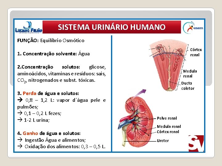 SISTEMA URINÁRIO HUMANO FUNÇÃO: Equilíbrio Osmótico Córtex renal 1. Concentração solvente: Água 2. Concentração