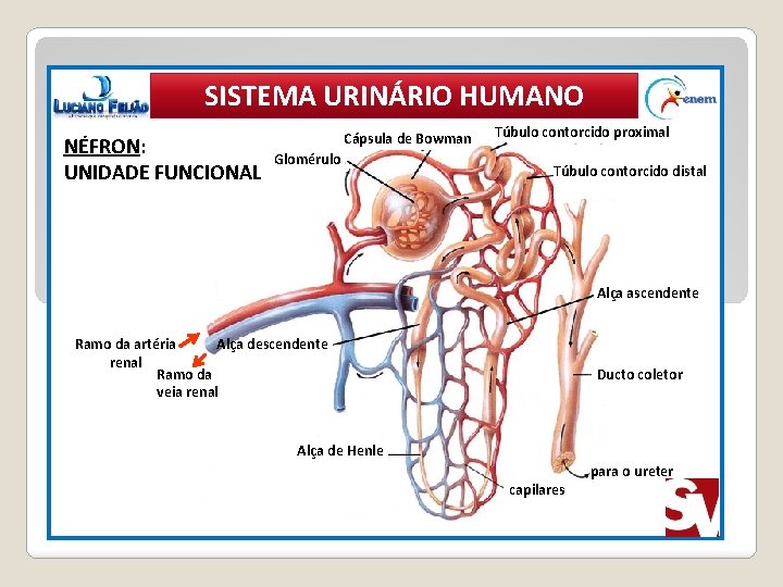 SISTEMA URINÁRIO HUMANO NÉFRON: UNIDADE FUNCIONAL Cápsula de Bowman Glomérulo Túbulo contorcido proximal Túbulo