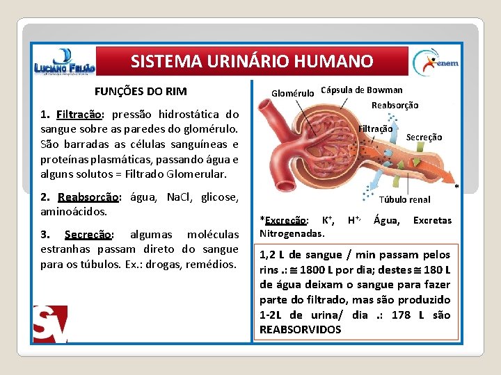 SISTEMA URINÁRIO HUMANO FUNÇÕES DO RIM 1. Filtração: pressão hidrostática do sangue sobre as