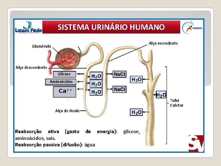 SISTEMA URINÁRIO HUMANO Alça ascendente Glomérulo Alça descendente Glicose Aminoácidos Ca++ Tubo Coletor Alça