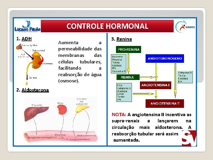 CONTROLE HORMONAL 1. ADH Aumenta a permeabilidade das membranas das células tubulares, facilitando a