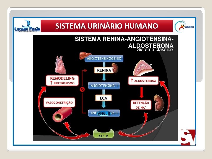 SISTEMA URINÁRIO HUMANO 