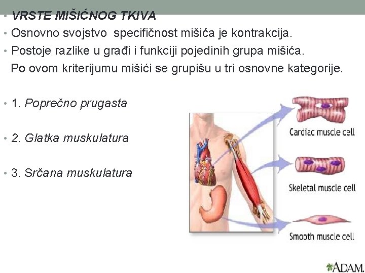  • VRSTE MIŠIĆNOG TKIVA • Osnovno svojstvo specifičnost mišića je kontrakcija. • Postoje