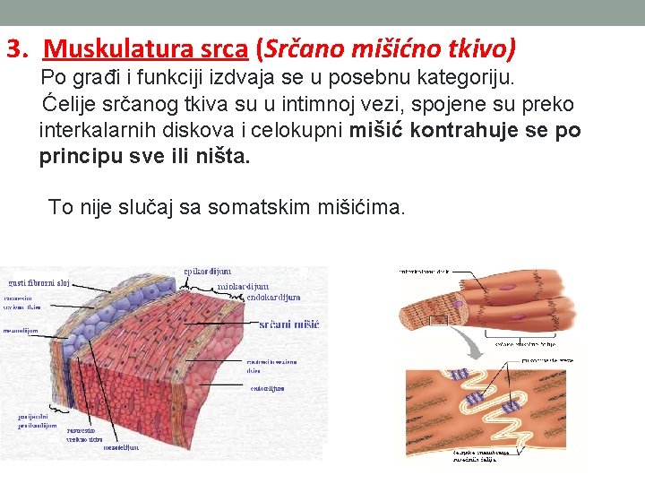 3. Muskulatura srca (Srčano mišićno tkivo) Po građi i funkciji izdvaja se u posebnu