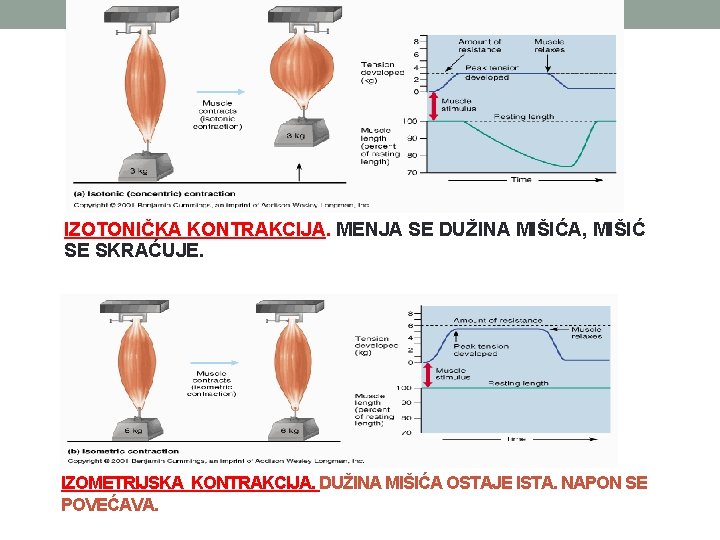 IZOTONIČKA KONTRAKCIJA. MENJA SE DUŽINA MIŠIĆA, MIŠIĆ SE SKRAĆUJE. IZOMETRIJSKA KONTRAKCIJA. DUŽINA MIŠIĆA OSTAJE