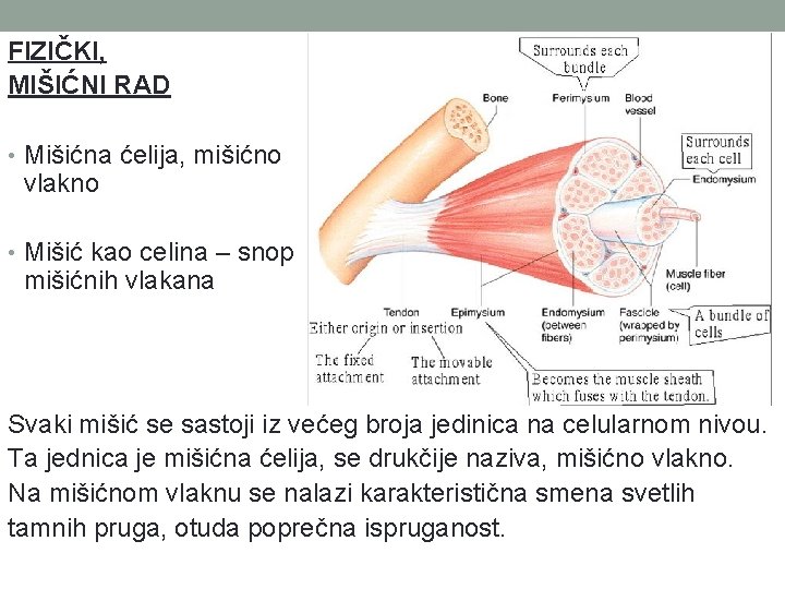 FIZIČKI, MIŠIĆNI RAD • Mišićna ćelija, mišićno vlakno • Mišić kao celina – snop