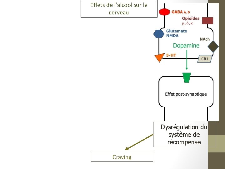 Effets de l’alcool sur le cerveau Dysrégulation du système de récompense Craving 