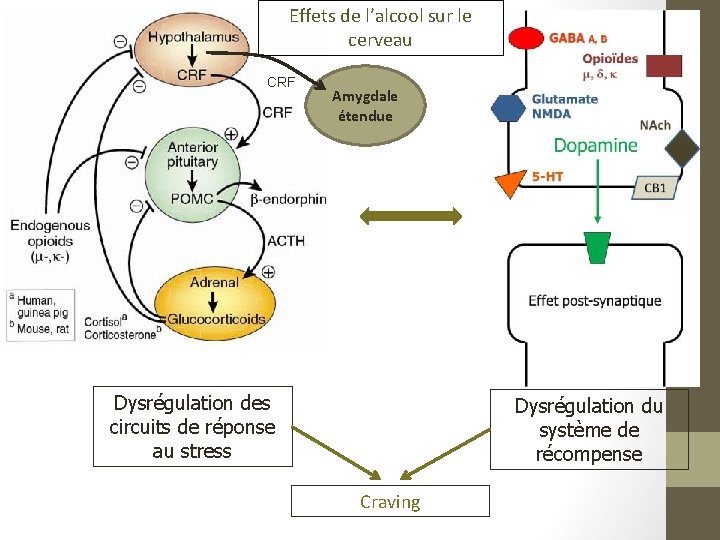 Effets de l’alcool sur le cerveau CRF Amygdale étendue Dysrégulation des circuits de réponse