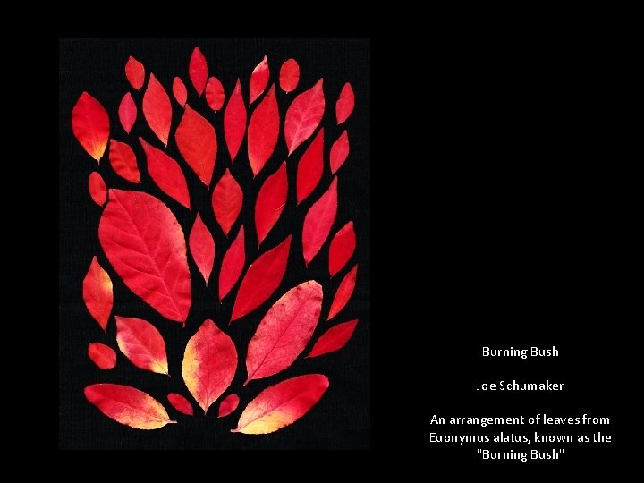 Burning Bush Joe Schumaker An arrangement of leaves from Euonymus alatus, known as the