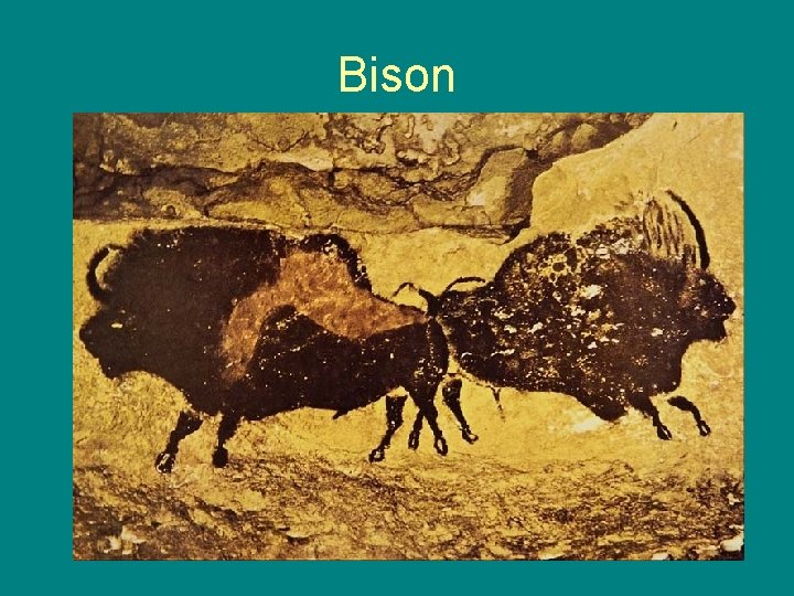 Bison 