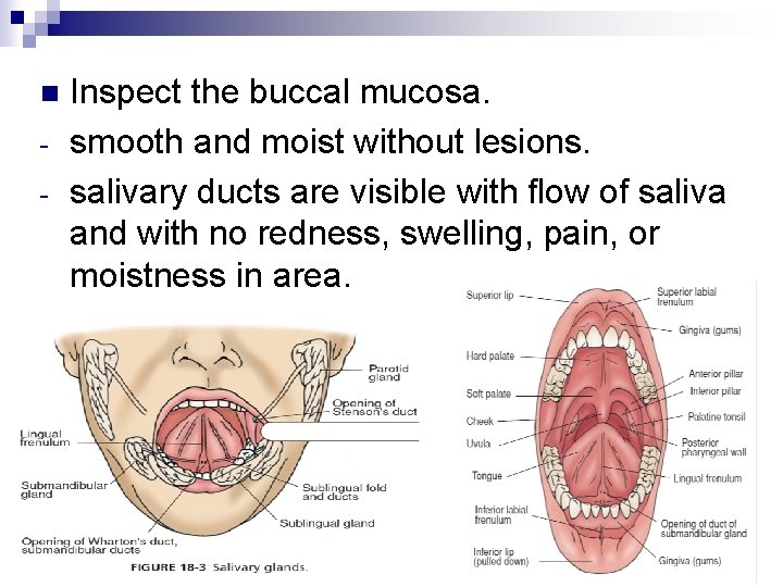 n - Inspect the buccal mucosa. smooth and moist without lesions. salivary ducts are