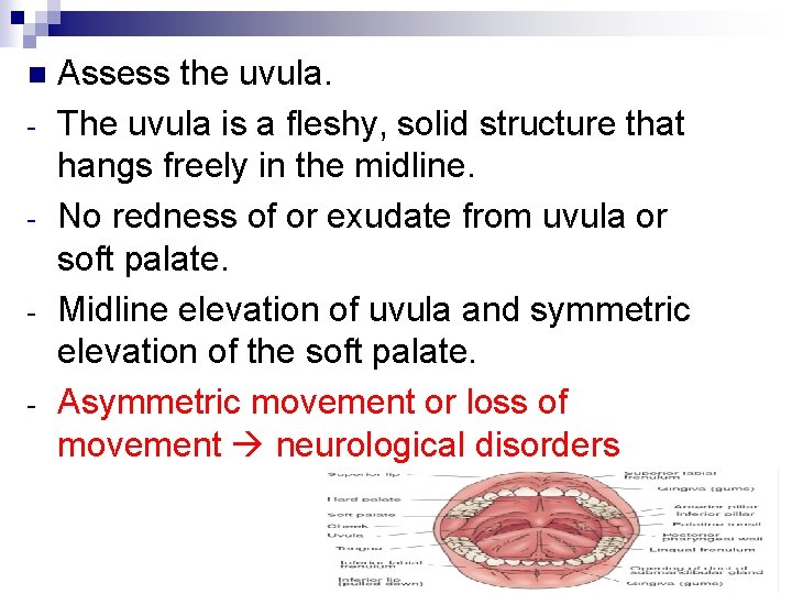 n - Assess the uvula. The uvula is a fleshy, solid structure that hangs