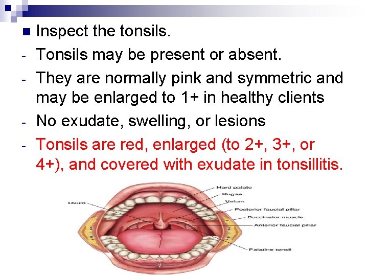 n - Inspect the tonsils. Tonsils may be present or absent. They are normally