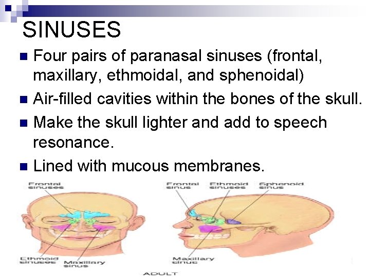 SINUSES Four pairs of paranasal sinuses (frontal, maxillary, ethmoidal, and sphenoidal) n Air-filled cavities