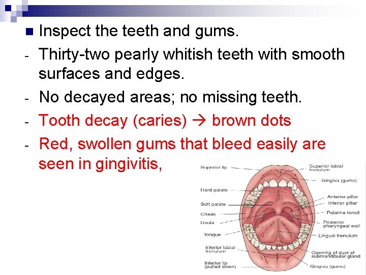 n - Inspect the teeth and gums. Thirty-two pearly whitish teeth with smooth surfaces
