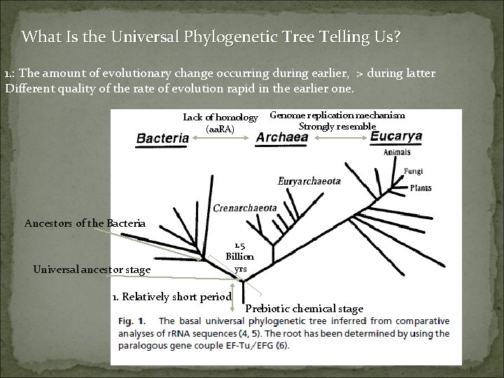 What Is the Universal Phylogenetic Tree Telling Us? 1. : The amount of evolutionary