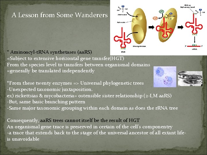 A Lesson from Some Wanderers * Aminoacyl-t. RNA synthetases (aa. RS) =Subject to extensive