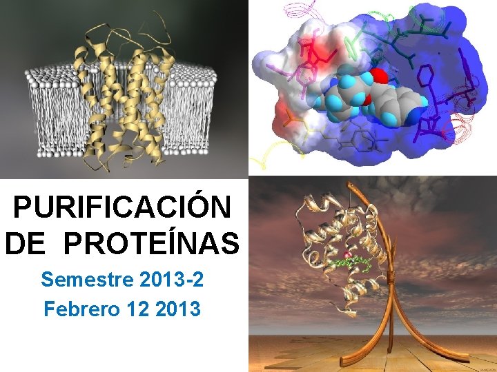 PURIFICACIÓN DE PROTEÍNAS Semestre 2013 -2 Febrero 12 2013 