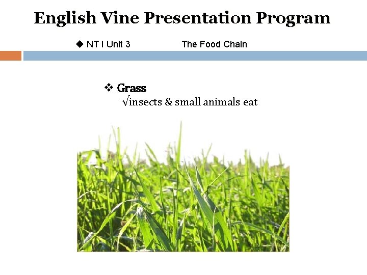 English Vine Presentation Program u NT I Unit 3 The Food Chain v Grass