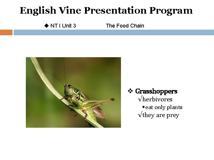 English Vine Presentation Program u NT I Unit 3 The Food Chain v Grasshoppers