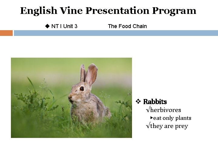 English Vine Presentation Program u NT I Unit 3 The Food Chain v Rabbits