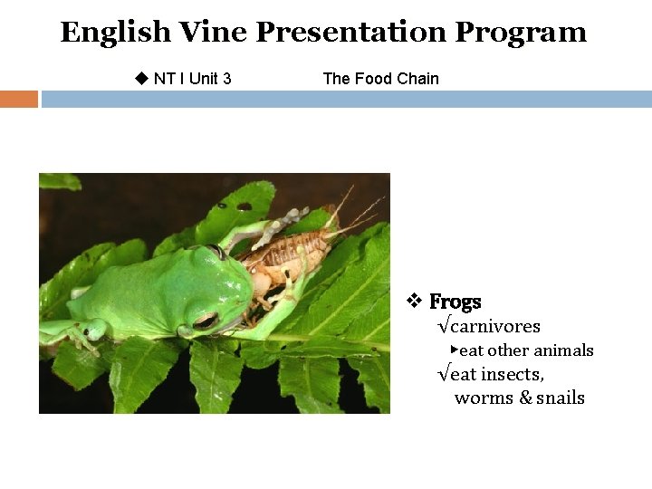 English Vine Presentation Program u NT I Unit 3 The Food Chain v Frogs