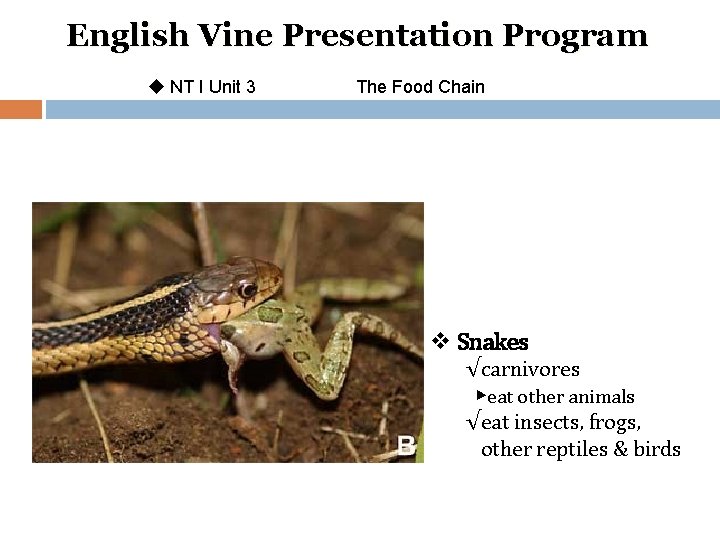 English Vine Presentation Program u NT I Unit 3 The Food Chain v Snakes