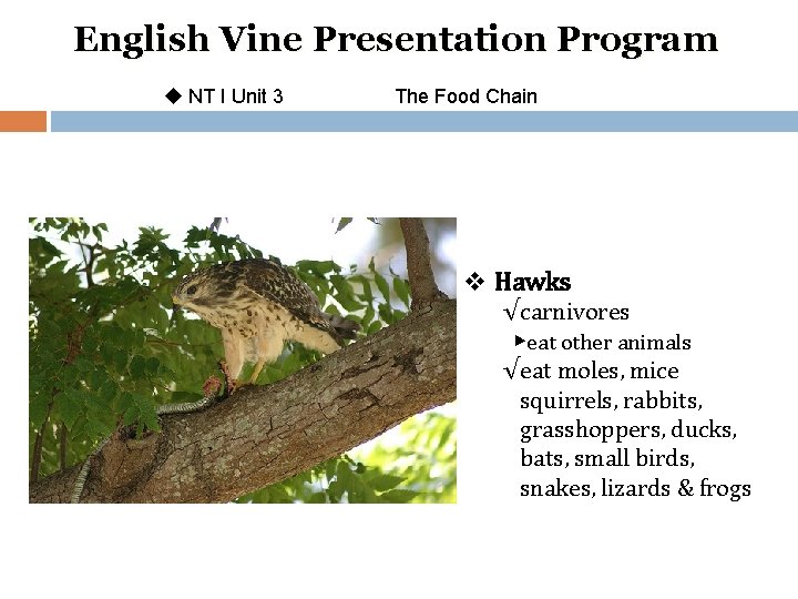 English Vine Presentation Program u NT I Unit 3 The Food Chain v Hawks