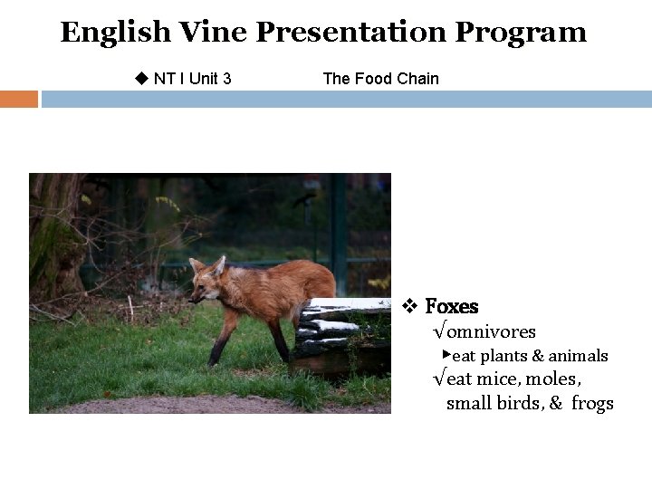 English Vine Presentation Program u NT I Unit 3 The Food Chain v Foxes