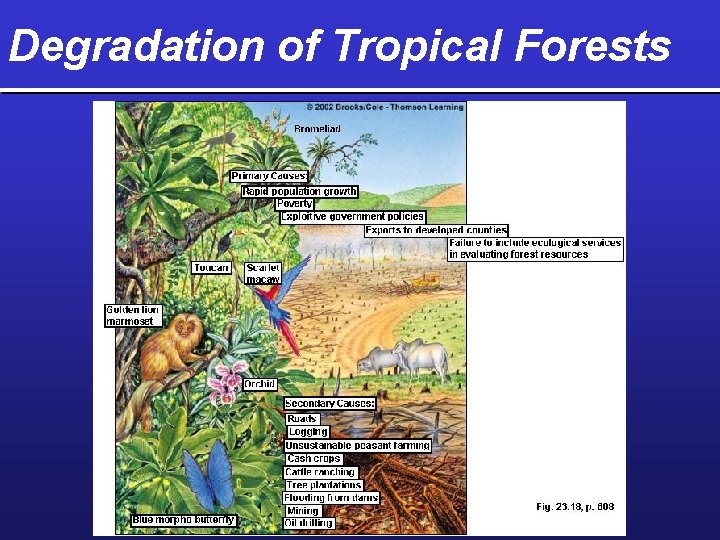 Degradation of Tropical Forests 