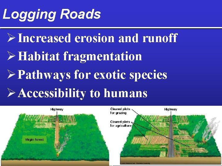 Logging Roads Ø Increased erosion and runoff Ø Habitat fragmentation Ø Pathways for exotic