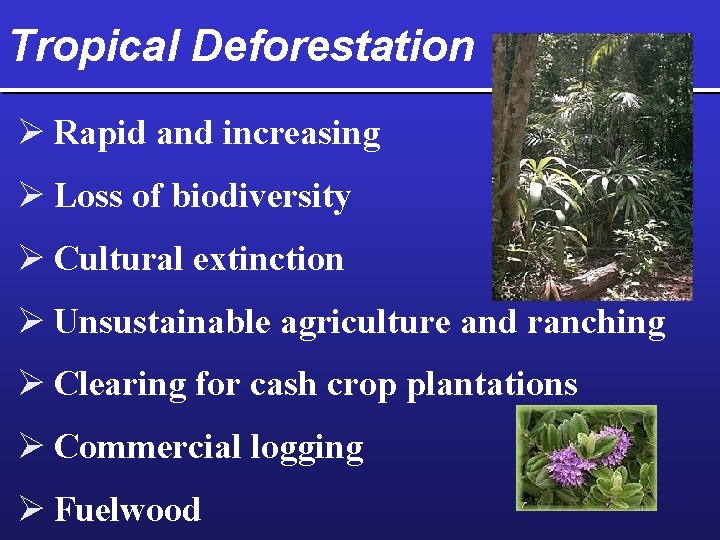 Tropical Deforestation Ø Rapid and increasing Ø Loss of biodiversity Ø Cultural extinction Ø