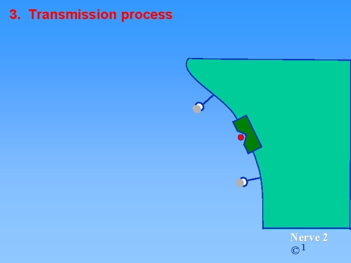 3. Transmission process Nerve 2 © 1 